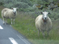 Schafe (Böverdalen)